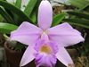 Cattleya schroederae х Laelia alaori 